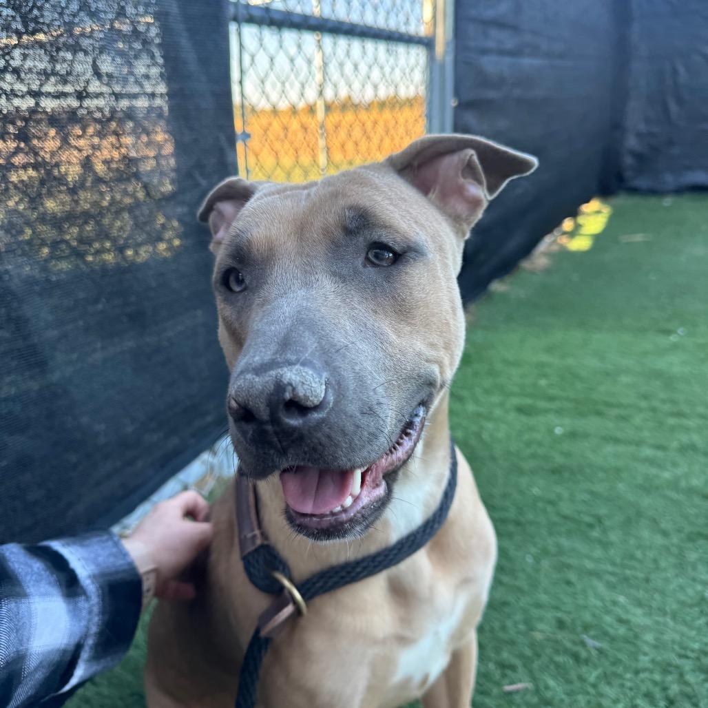 Nova, Adoptable, Adult Female Pit Bull Terrier & German Shepherd Dog.