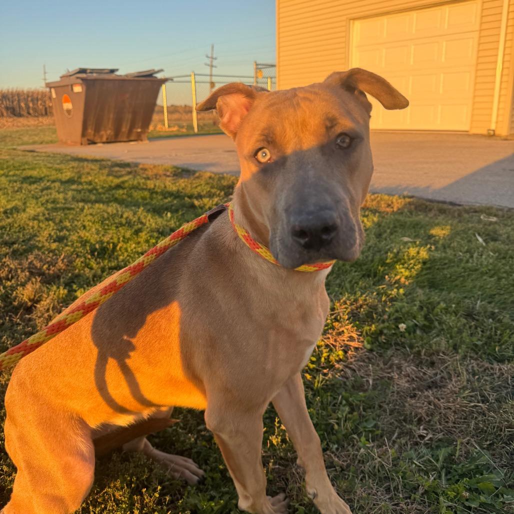 Enlarge Nova, a Adoptable mixed breed in Canton, IL image 3/6