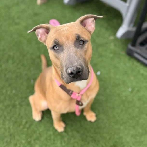 Enlarge Nova, a Adoptable mixed breed in Canton, IL image 4/6