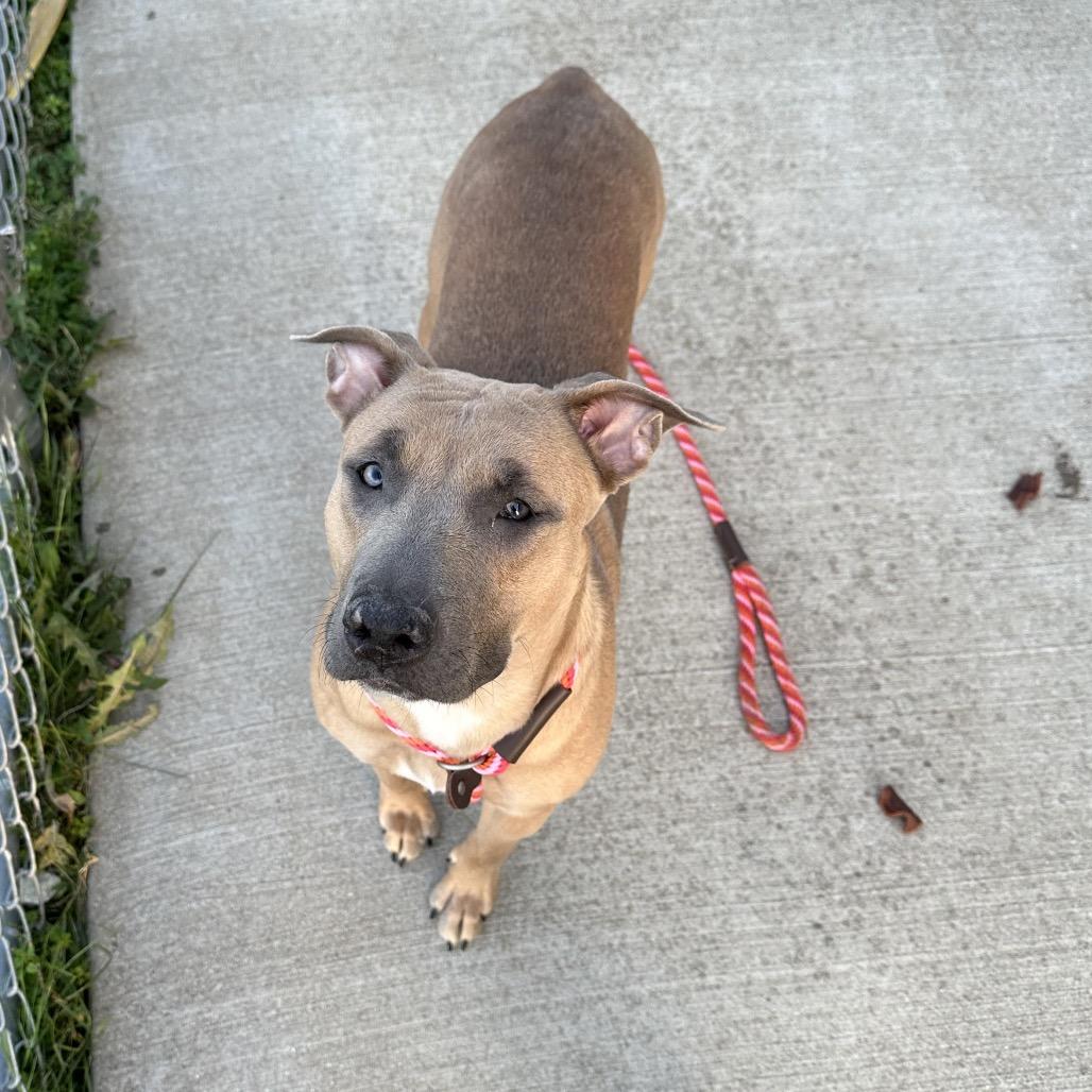 Enlarge Nova, a Adoptable mixed breed in Canton, IL image 5/6