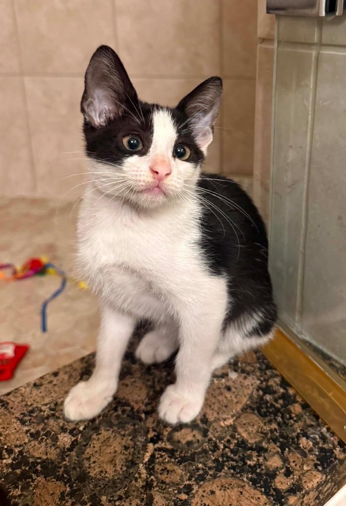 Tootsie, Adoptable, Kitten Female Domestic Short Hair.