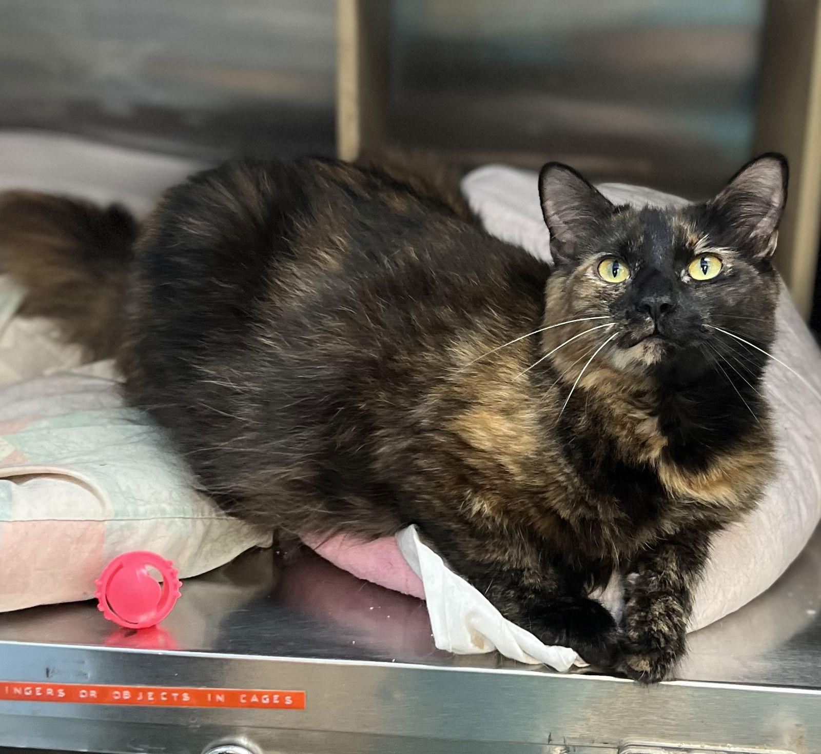 Enlarge Giselle, a Adoptable Domestic Medium Hair in Boynton Beach, FL image 1/1