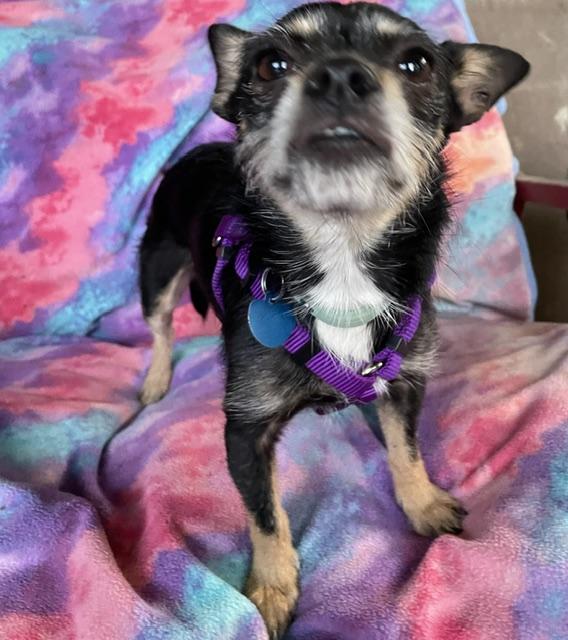Enlarge Monkey, a Adoptable mixed breed in Memphis, TN image 3/4