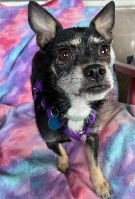 Enlarge Monkey, a Adoptable mixed breed in Memphis, TN image 1/4