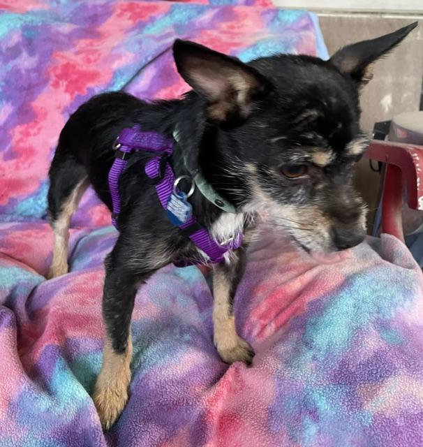 Enlarge Monkey, a Adoptable mixed breed in Memphis, TN image 2/4