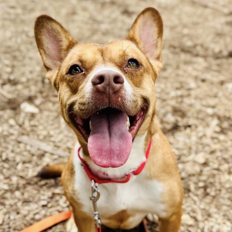 Enlarge Bella, a ADOPTABLE mixed breed in Cedarburg, WI image 4/6
