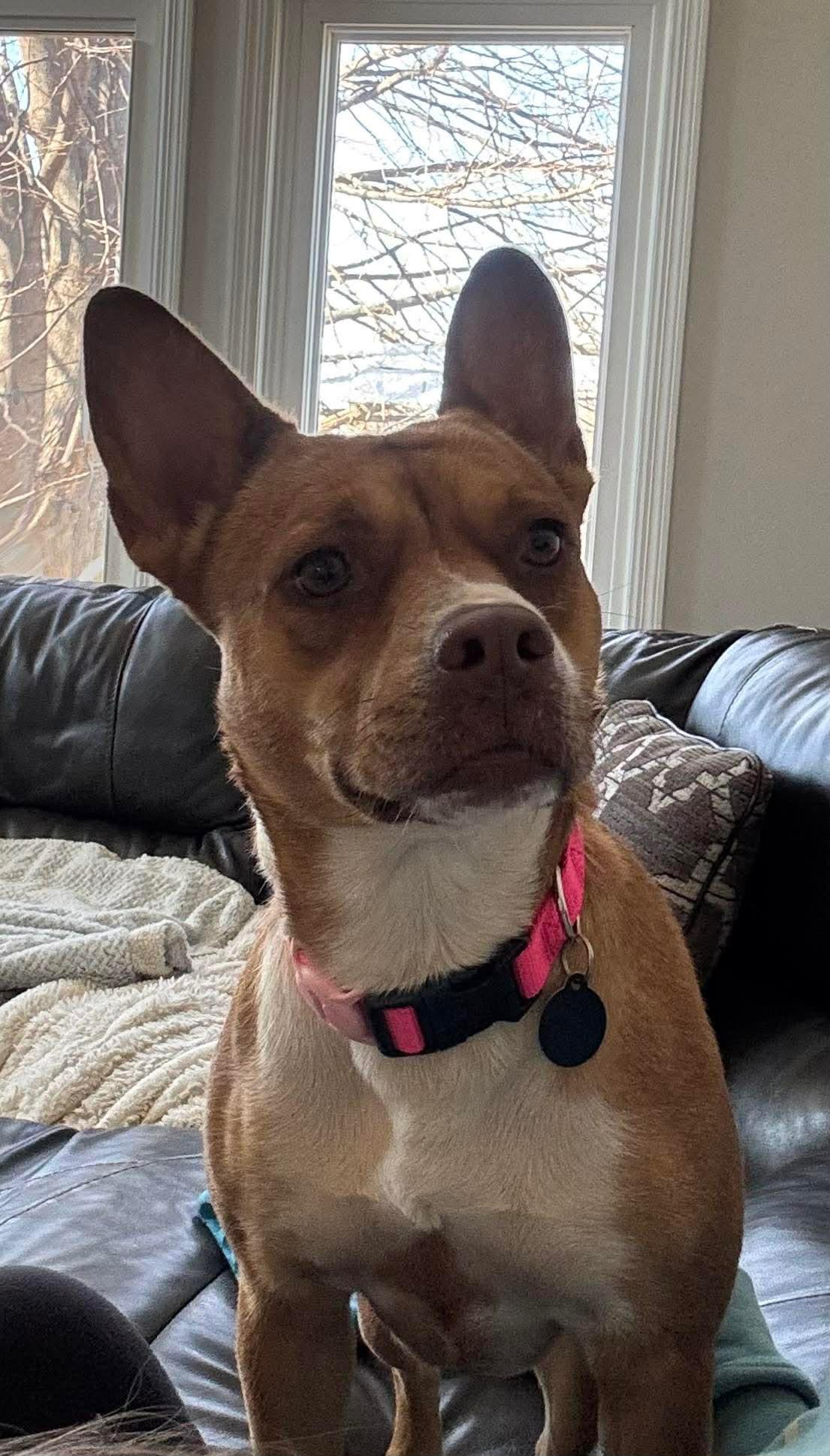 Enlarge Bella, a ADOPTABLE mixed breed in Cedarburg, WI image 3/6