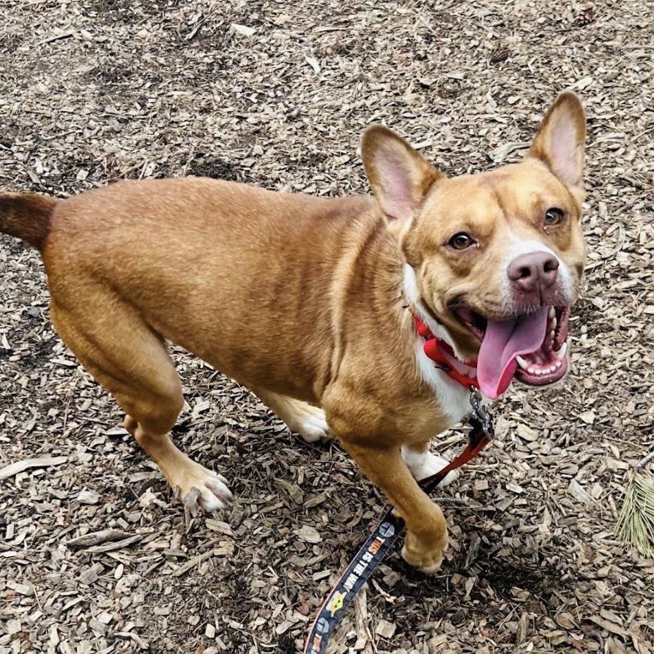 Enlarge Bella, a ADOPTABLE mixed breed in Cedarburg, WI image 6/6