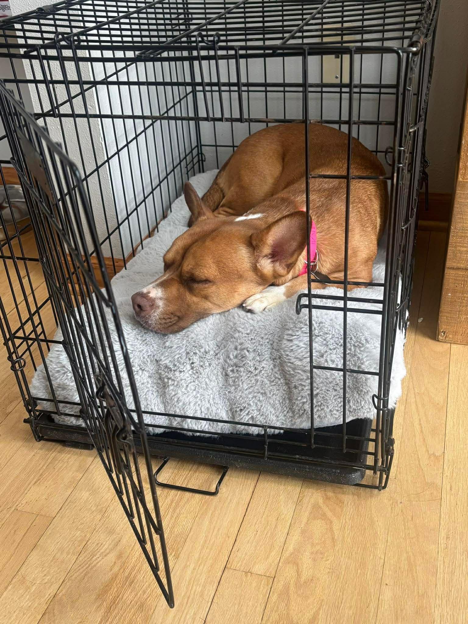 Enlarge Bella, a ADOPTABLE mixed breed in Cedarburg, WI image 2/6