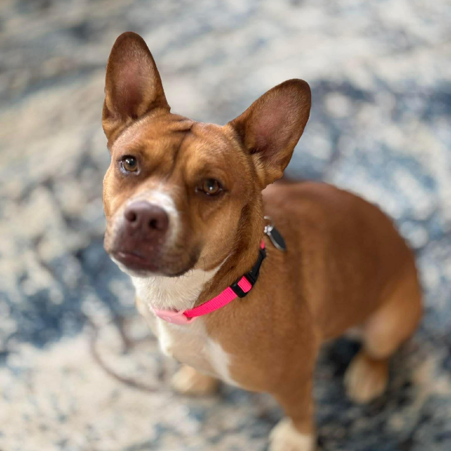 Bella, an adoptable mixed breed in Cedarburg, WI image 1/5