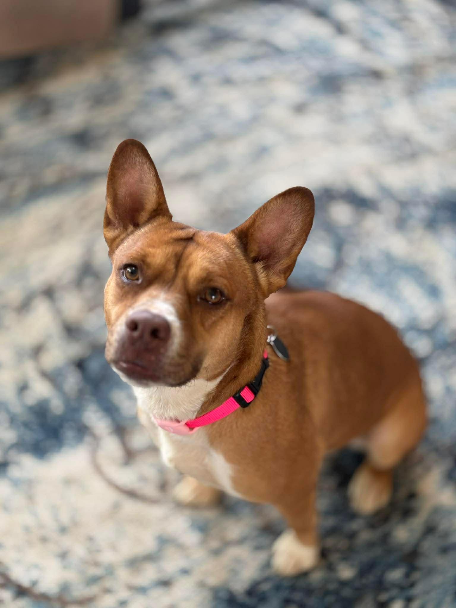 Enlarge Bella, a ADOPTABLE mixed breed in Cedarburg, WI image 1/6