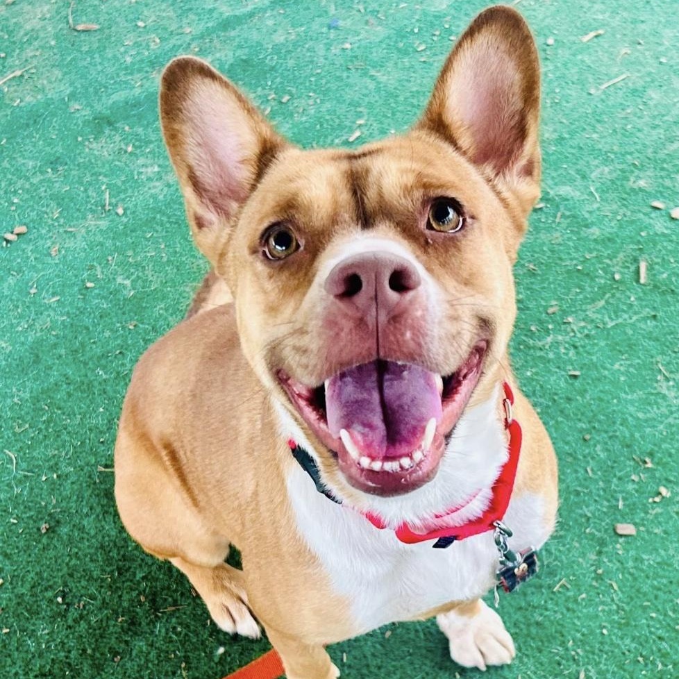 Enlarge Bella, a ADOPTABLE mixed breed in Cedarburg, WI image 5/6