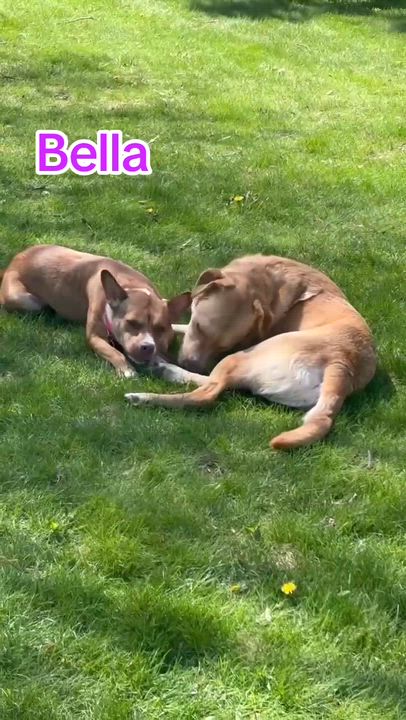 Enlarge Bella, an adoptable mixed breed in Cedarburg, WI video 5/5