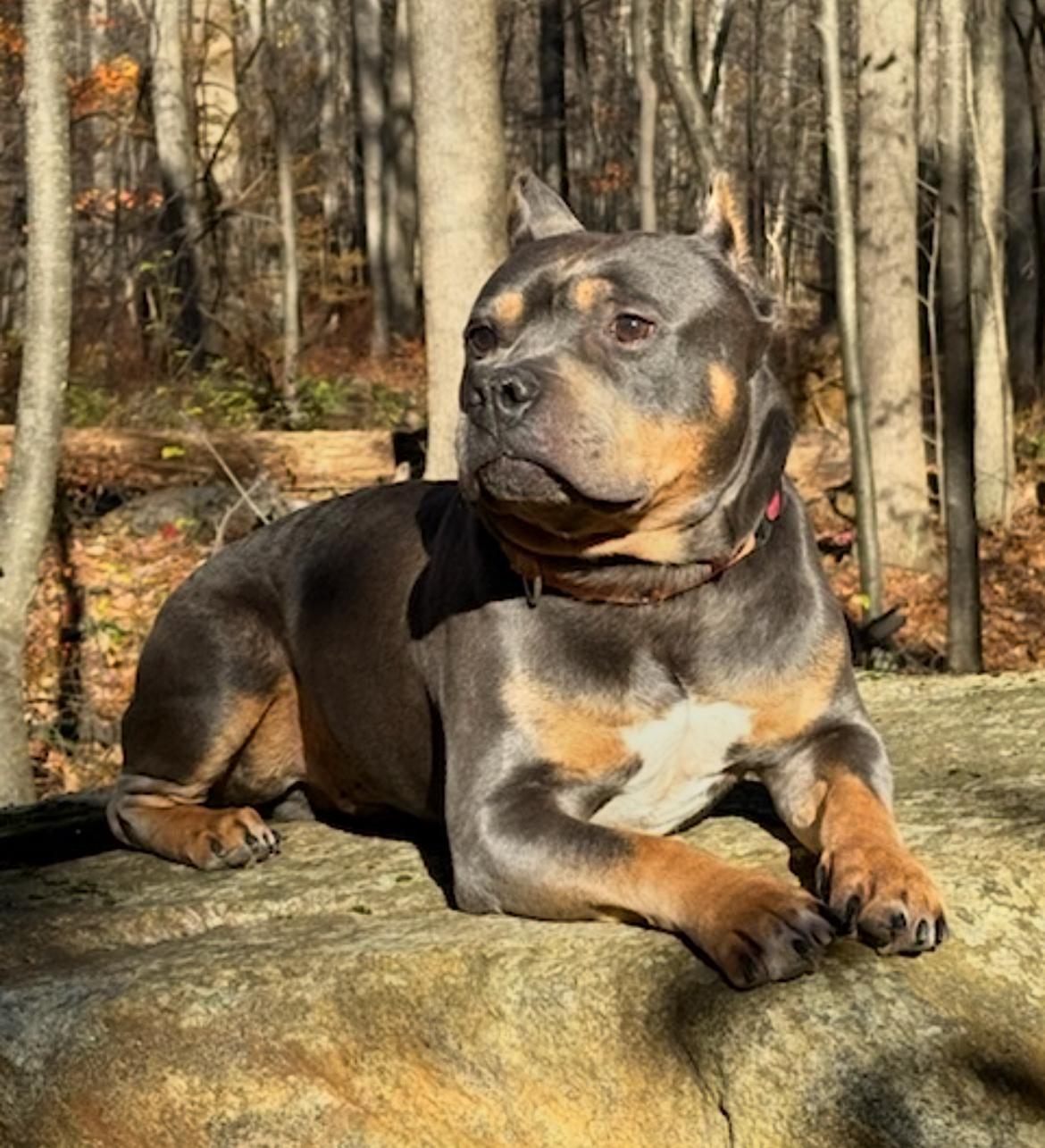 Enlarge Louie, a Adoptable mixed breed in Mendham, NJ image 1/1