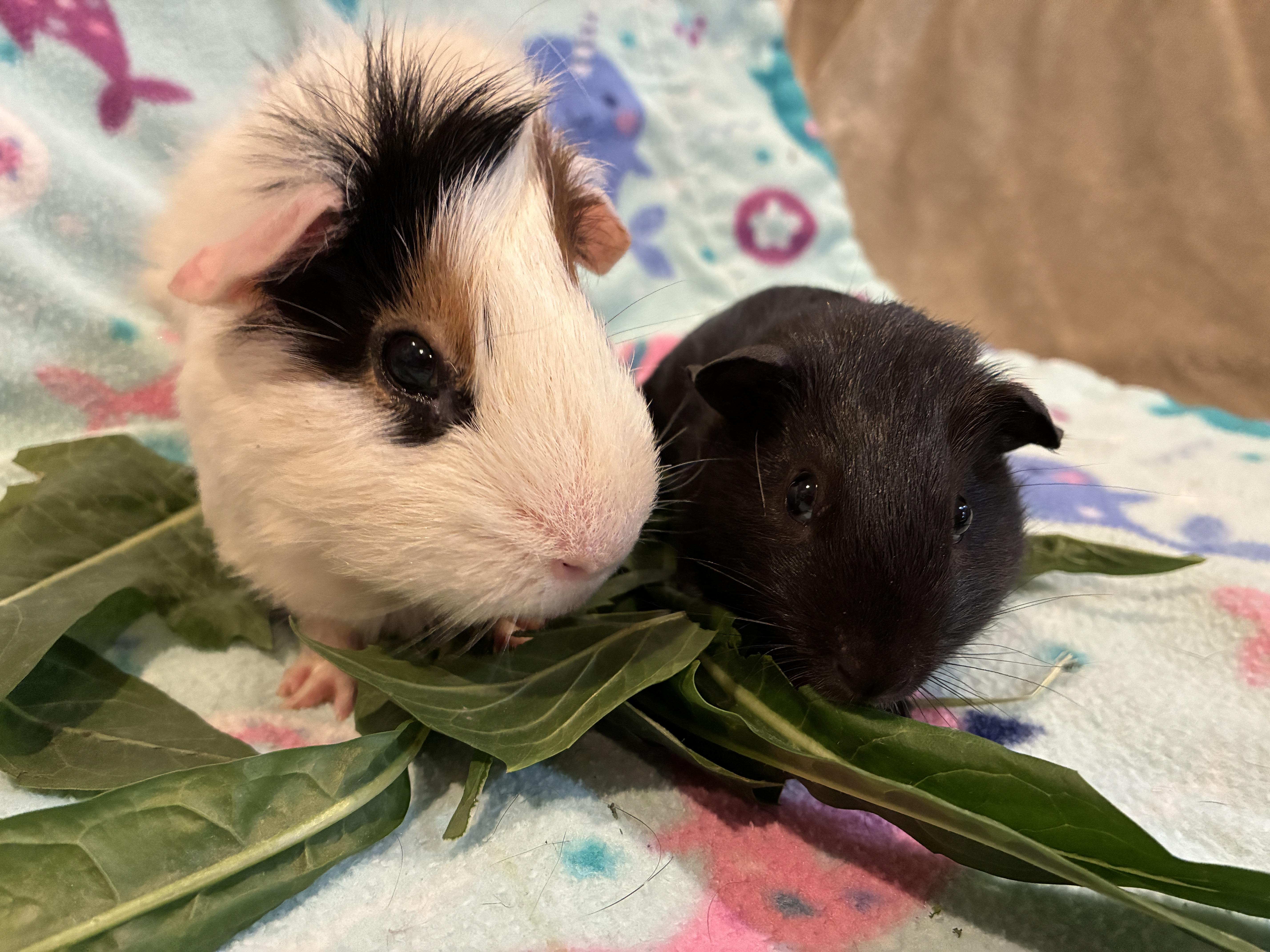 Enlarge Henry and Baby Thistle, a Adoptable Guinea Pig in San Clemente, CA image 1/2