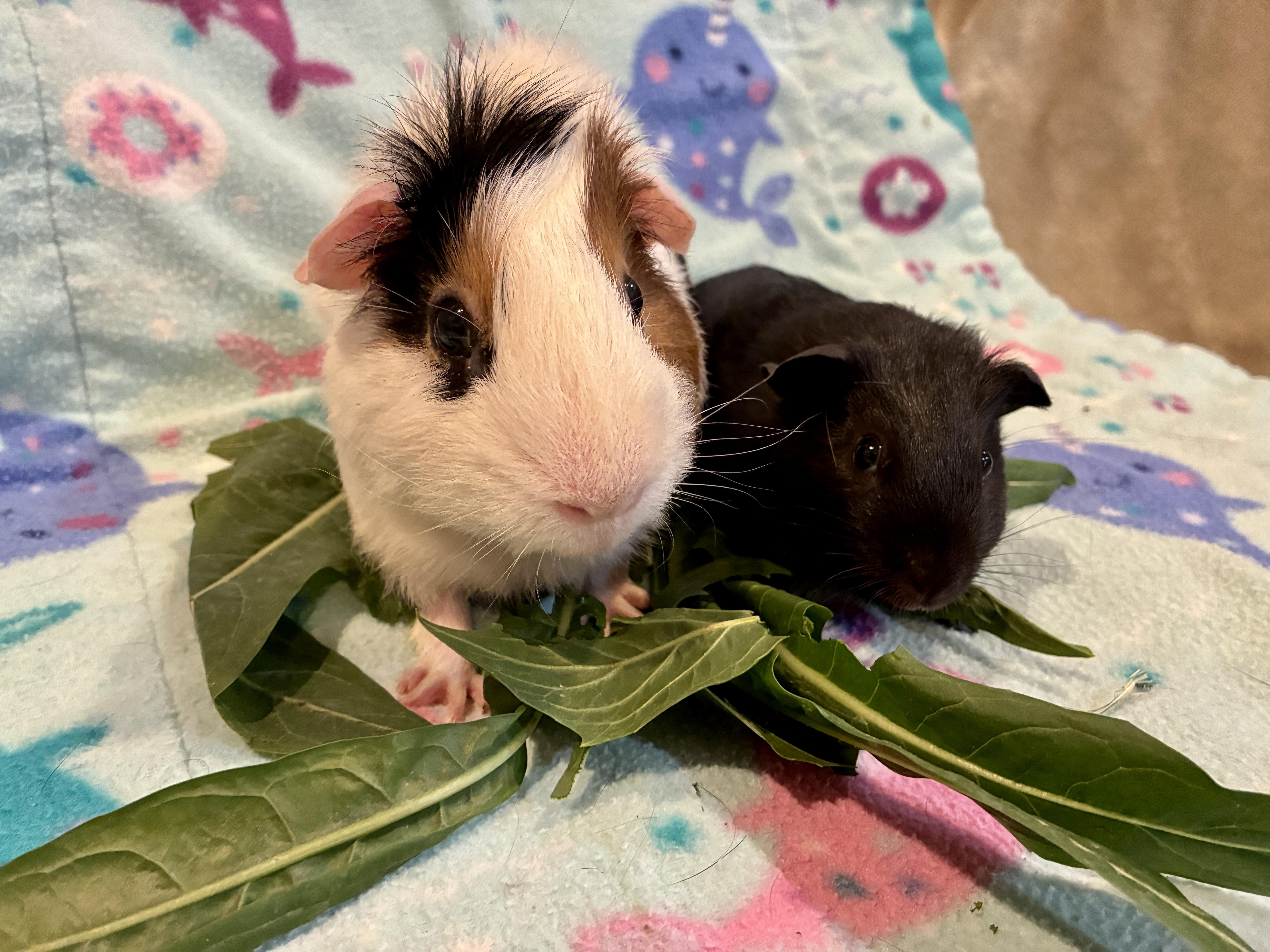 Enlarge Henry and Baby Thistle, a Adoptable Guinea Pig in San Clemente, CA image 2/2