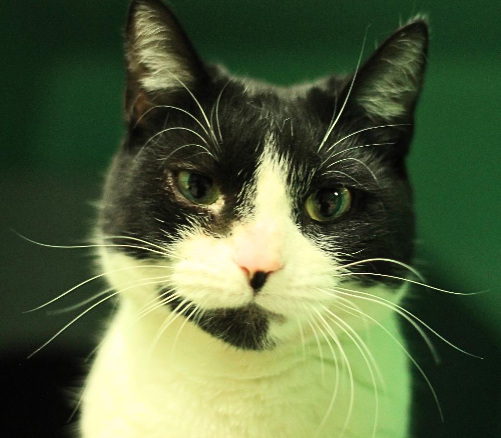 Moo Moo, Adoptable, Adult Female Domestic Short Hair.