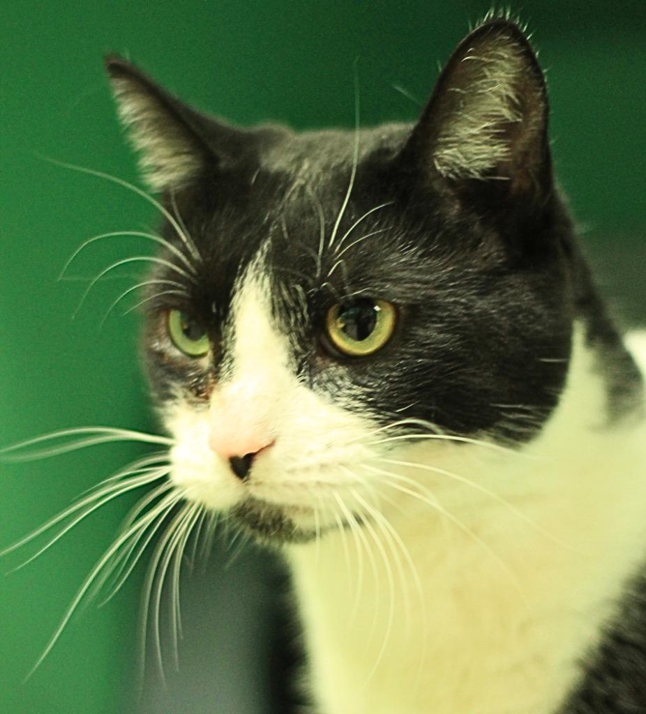 Enlarge Moo Moo, a Adoptable mixed breed in Utica, MI image 2/6