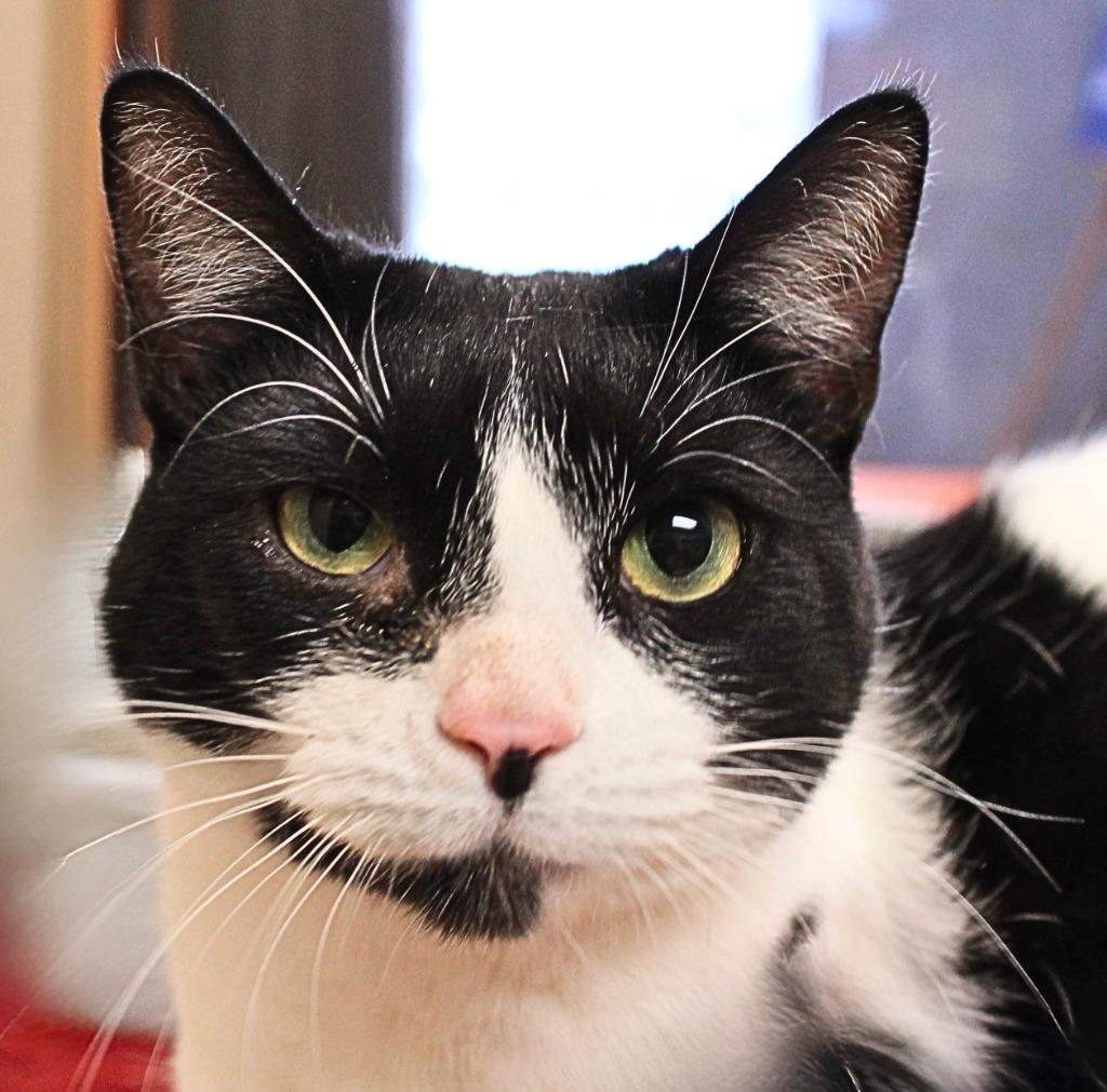 Enlarge Moo Moo, a Adoptable mixed breed in Utica, MI image 3/6