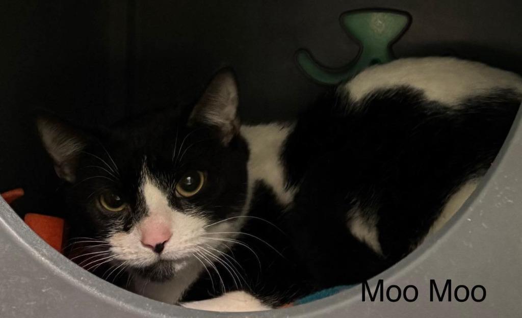 Enlarge Moo Moo, a Adoptable mixed breed in Utica, MI image 4/6
