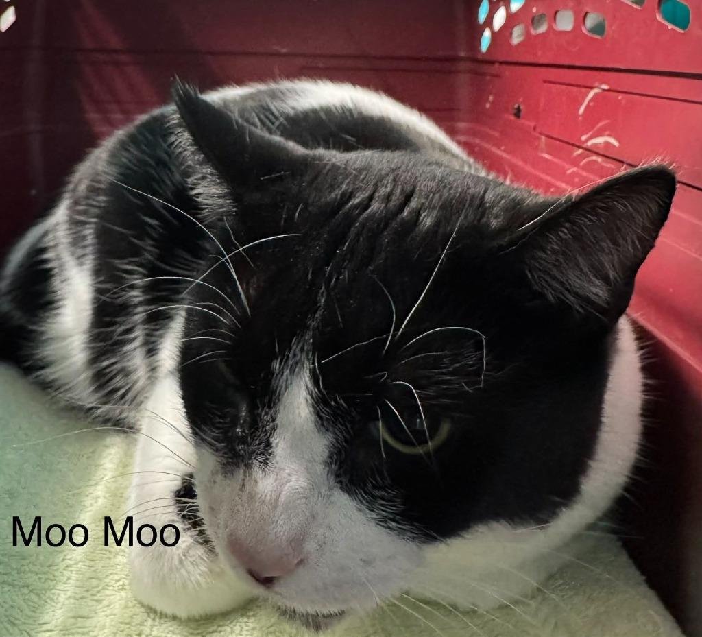 Enlarge Moo Moo, a Adoptable mixed breed in Utica, MI image 5/6