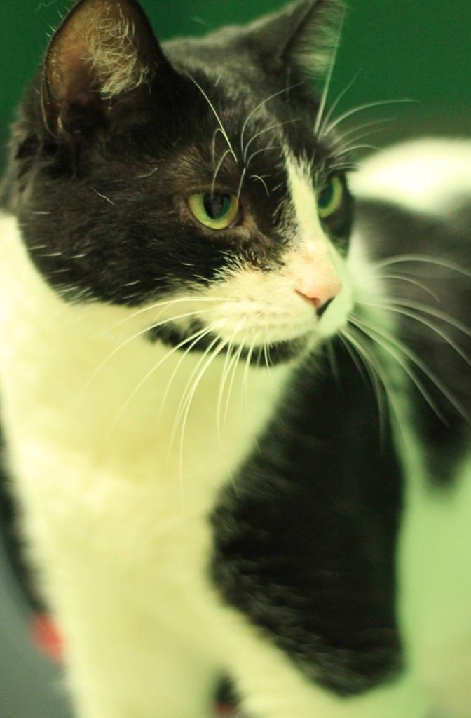 Enlarge Moo Moo, a Adoptable mixed breed in Utica, MI image 6/6