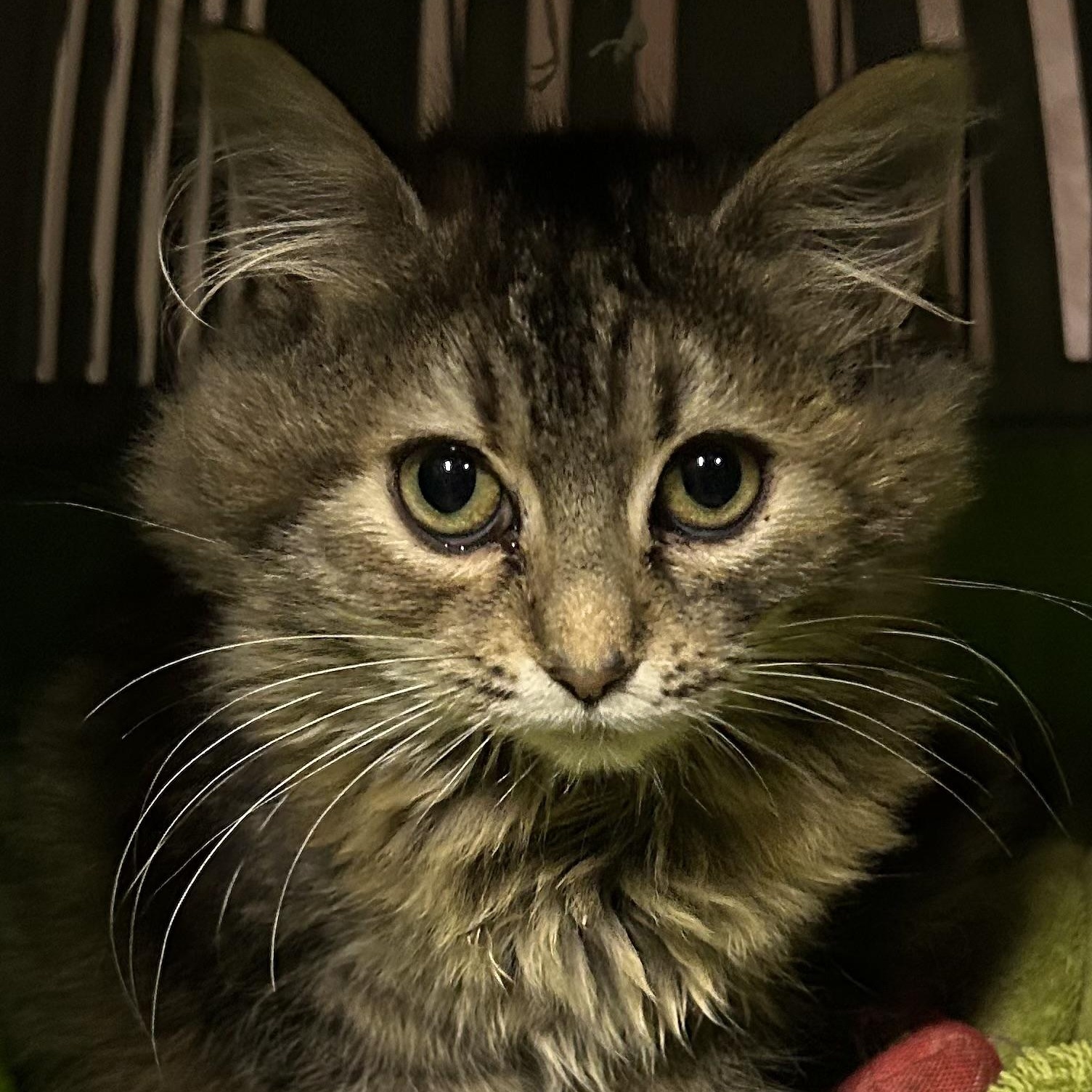 Amber, ADOPTABLE, Kitten Female Tabby.