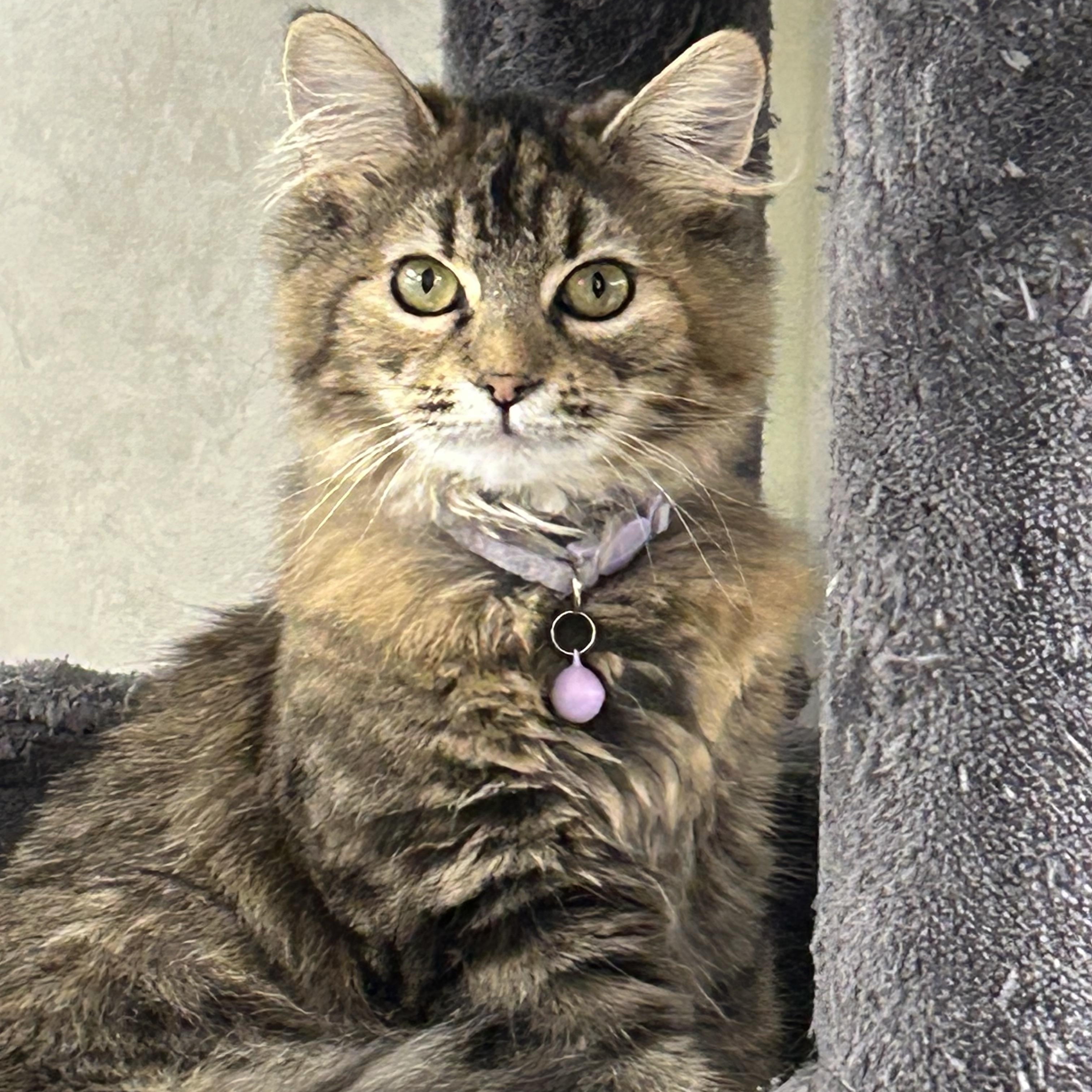 Enlarge Amber, a ADOPTABLE Tabby in Independence, OH image 3/3