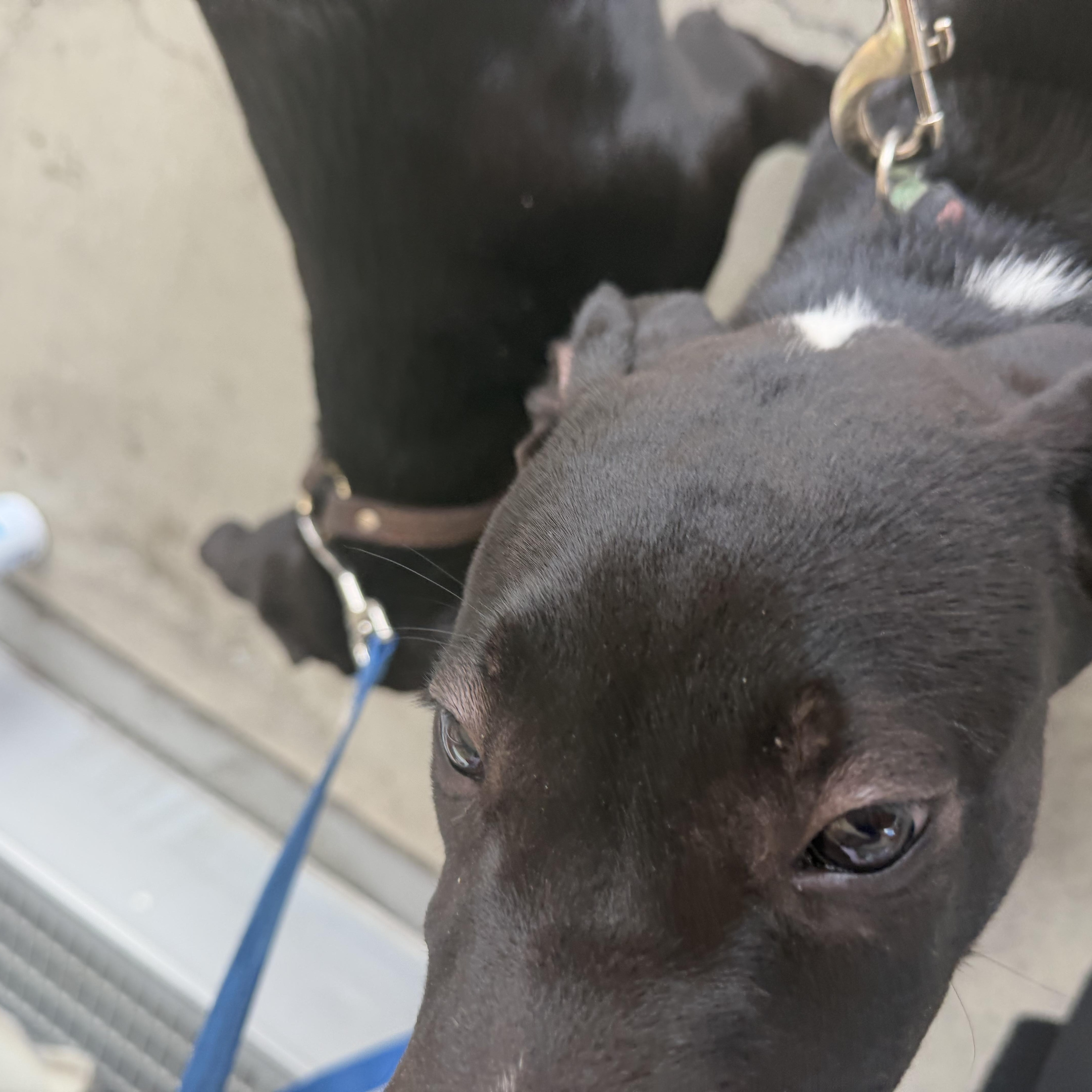 Enlarge Jake, a Adoptable mixed breed in Petaluma, CA image 6/6