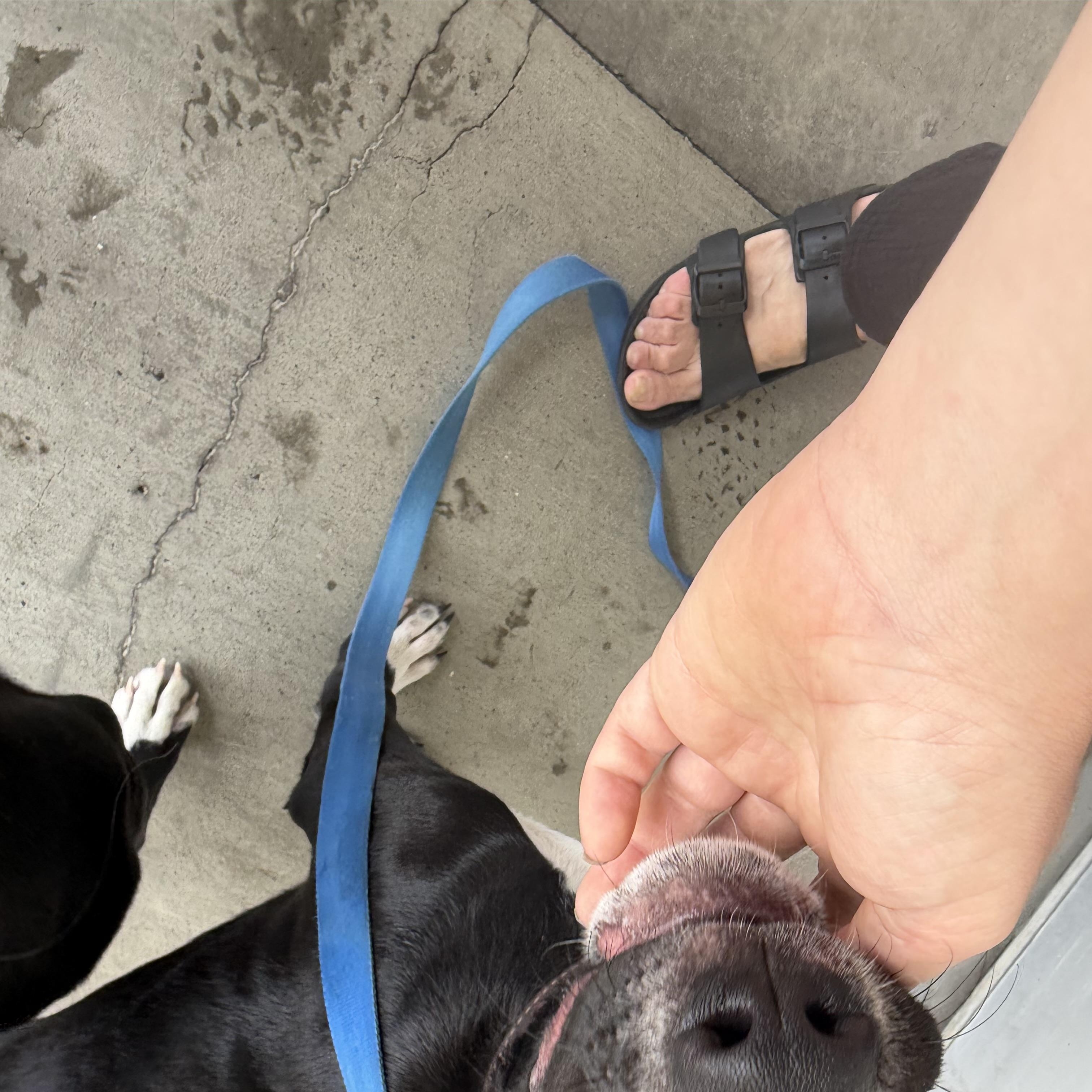 Enlarge Jake, a Adoptable mixed breed in Petaluma, CA image 4/6