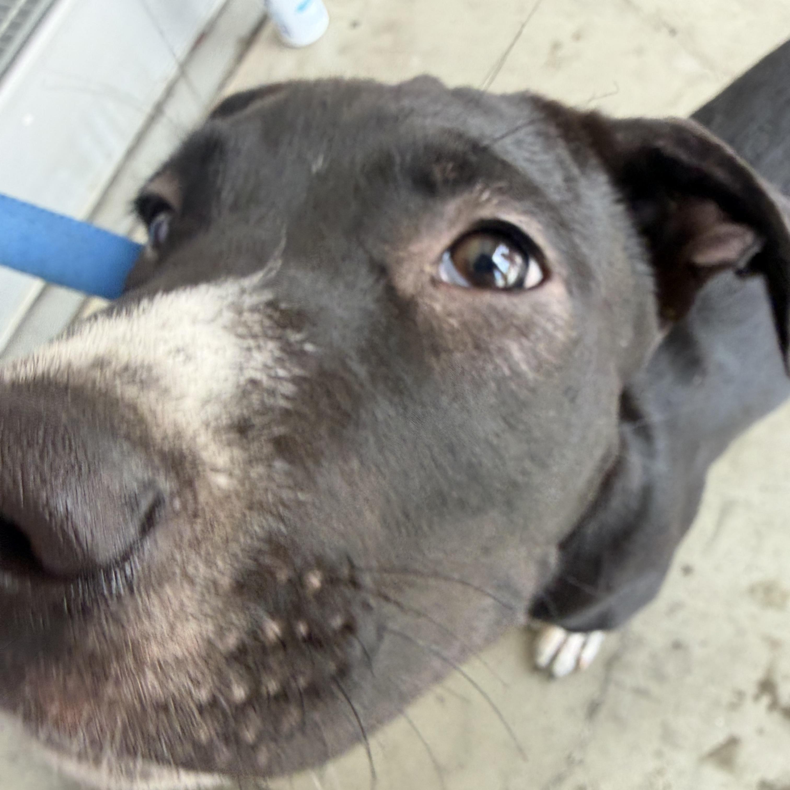 Jake, Adoptable, Puppy Male Cattle Dog & American Staffordshire Terrier.