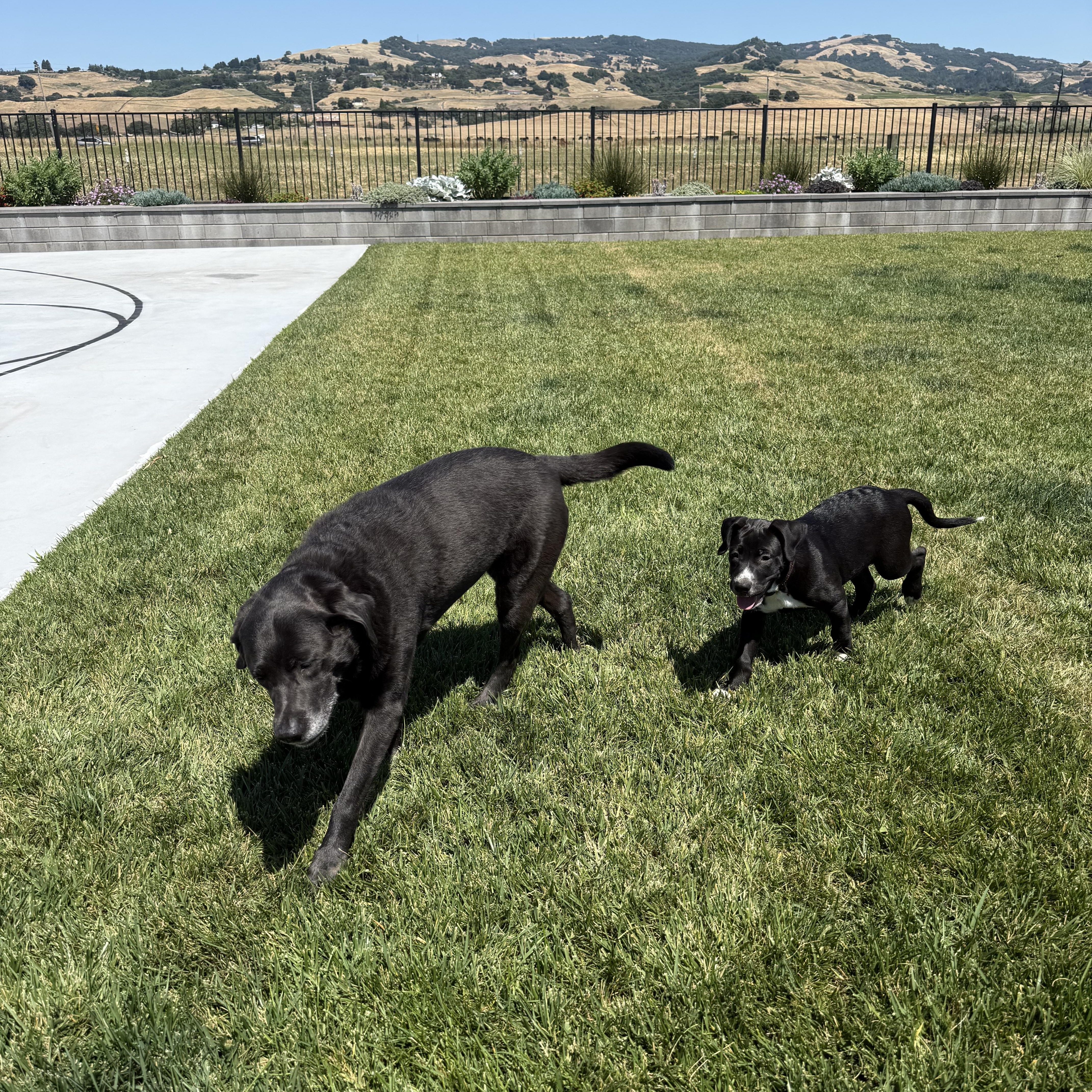 Enlarge Jake, a Adoptable mixed breed in Petaluma, CA image 2/6