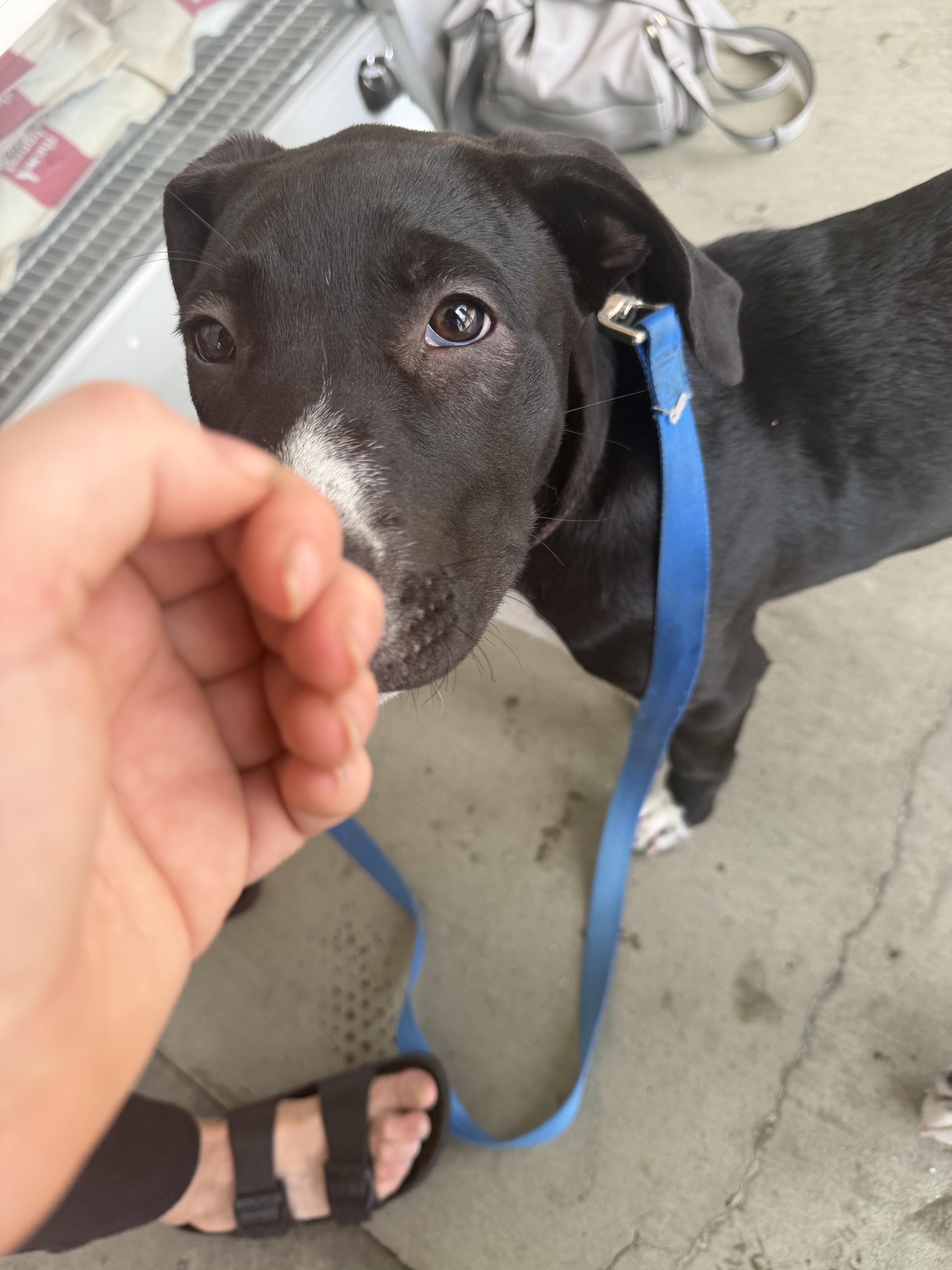 Enlarge Jake, a Adoptable mixed breed in Petaluma, CA image 5/6