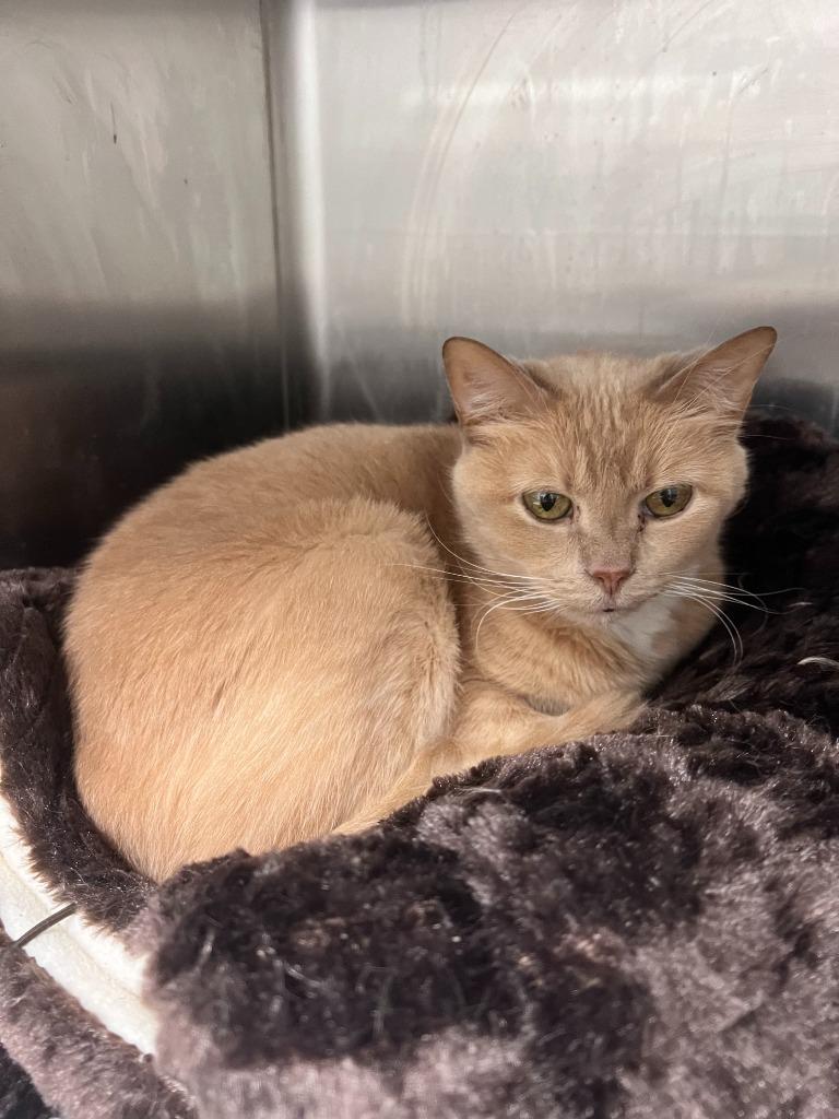 Ashley, Adoptable, Senior Female American Shorthair.