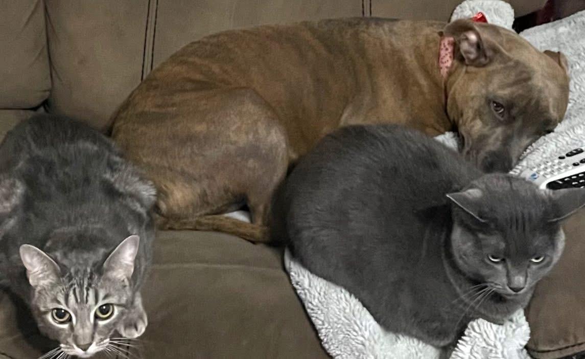 Enlarge Bella, a Adoptable Russian Blue in Inez, TX image 3/6