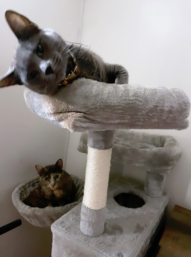 Enlarge Bella, a Adoptable Russian Blue in Inez, TX image 5/6