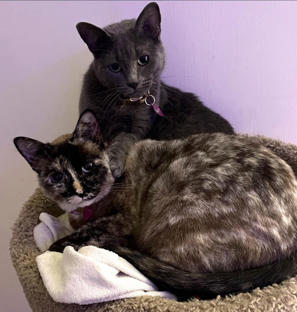 Bella, an adoptable Russian Blue in Inez, TX, 77968 | Photo Image 2