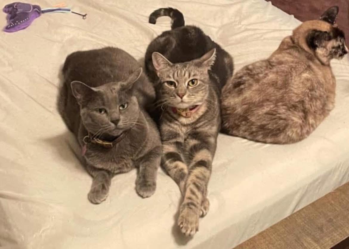 Bella, an adoptable Russian Blue in Inez, TX, 77968 | Photo Image 5