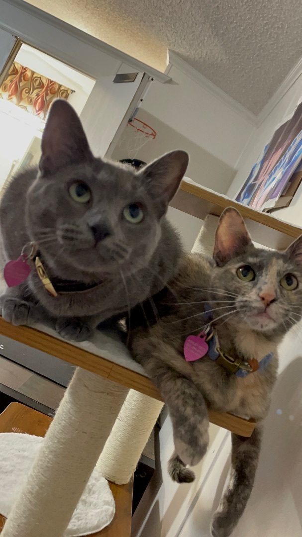 Enlarge Bella, a Adoptable Russian Blue in Inez, TX image 6/6