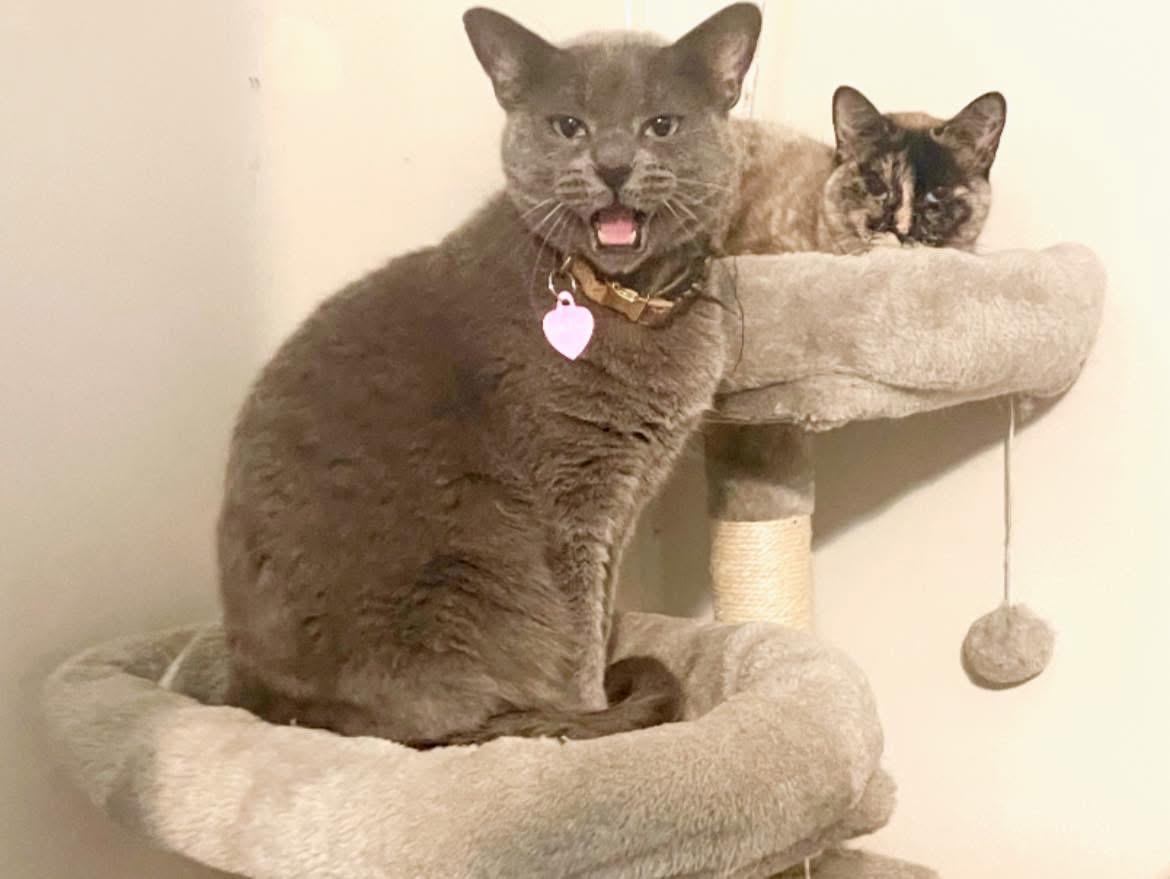 Enlarge Bella, a Adoptable Russian Blue in Inez, TX image 2/6