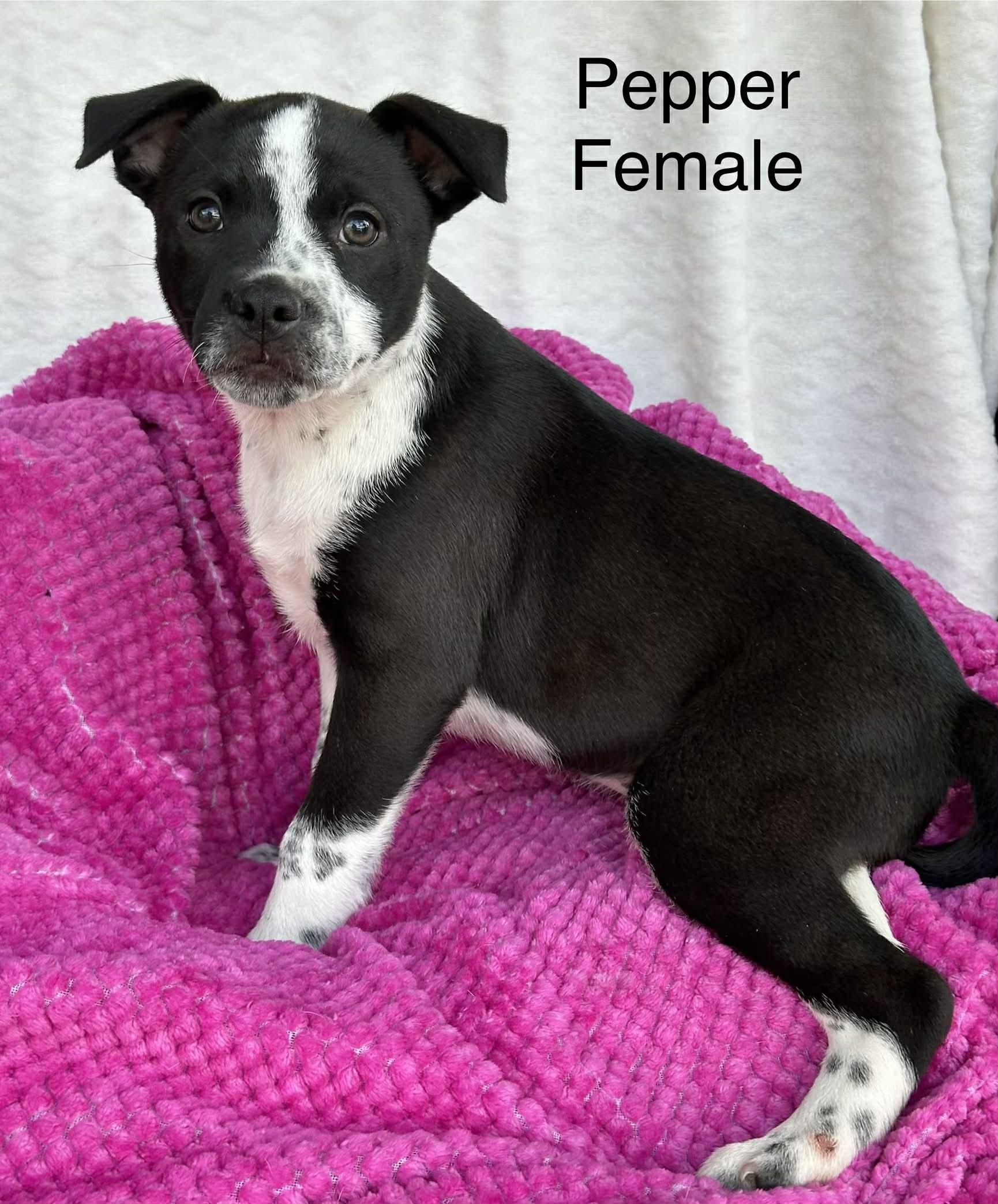 Enlarge Pepper the staffie puppy, a Adoptable mixed breed in Muskego, WI image 1/1
