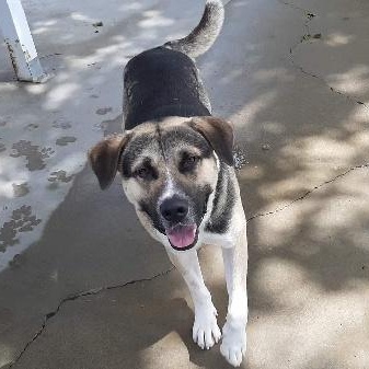 CURTIS, Adoptable, Adult Male Mixed Breed.