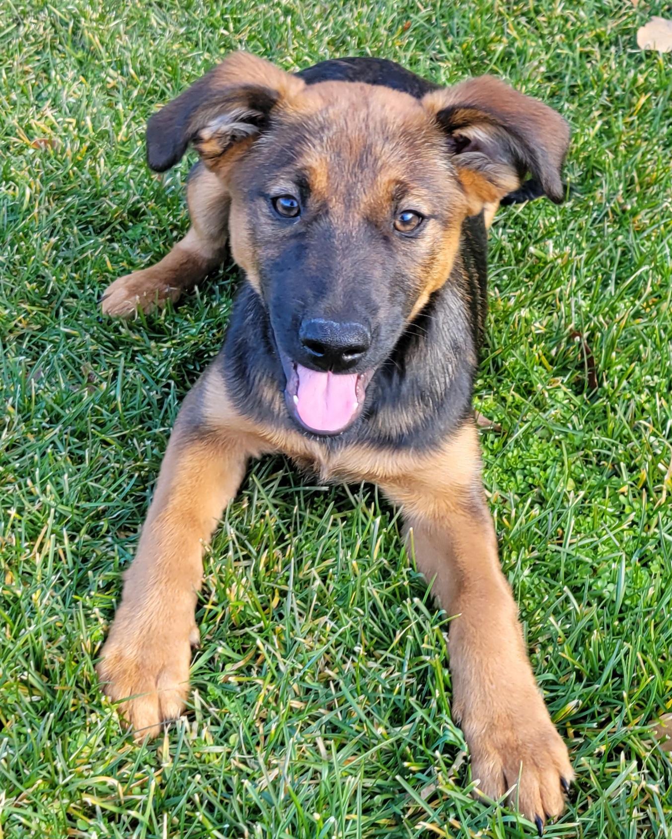 Mocha, Adoptable, Puppy Female Shepherd & Labrador Retriever.