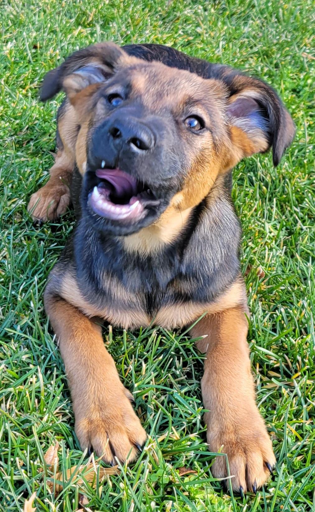 Enlarge Mocha, a Adoptable mixed breed in Elwood, NJ image 4/4