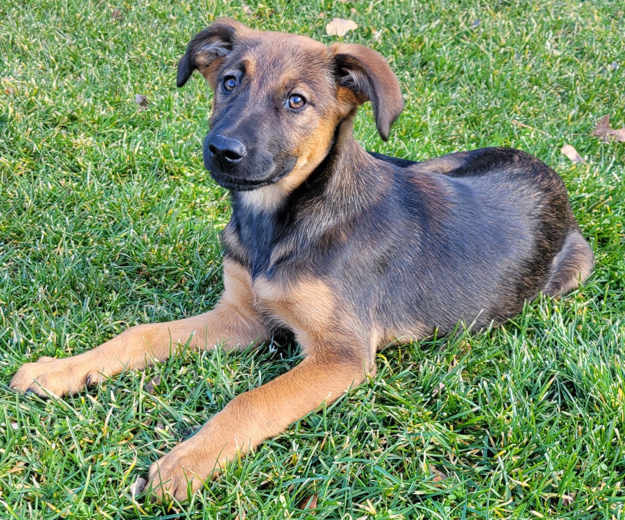 Enlarge Mocha, a Adoptable mixed breed in Elwood, NJ image 2/4