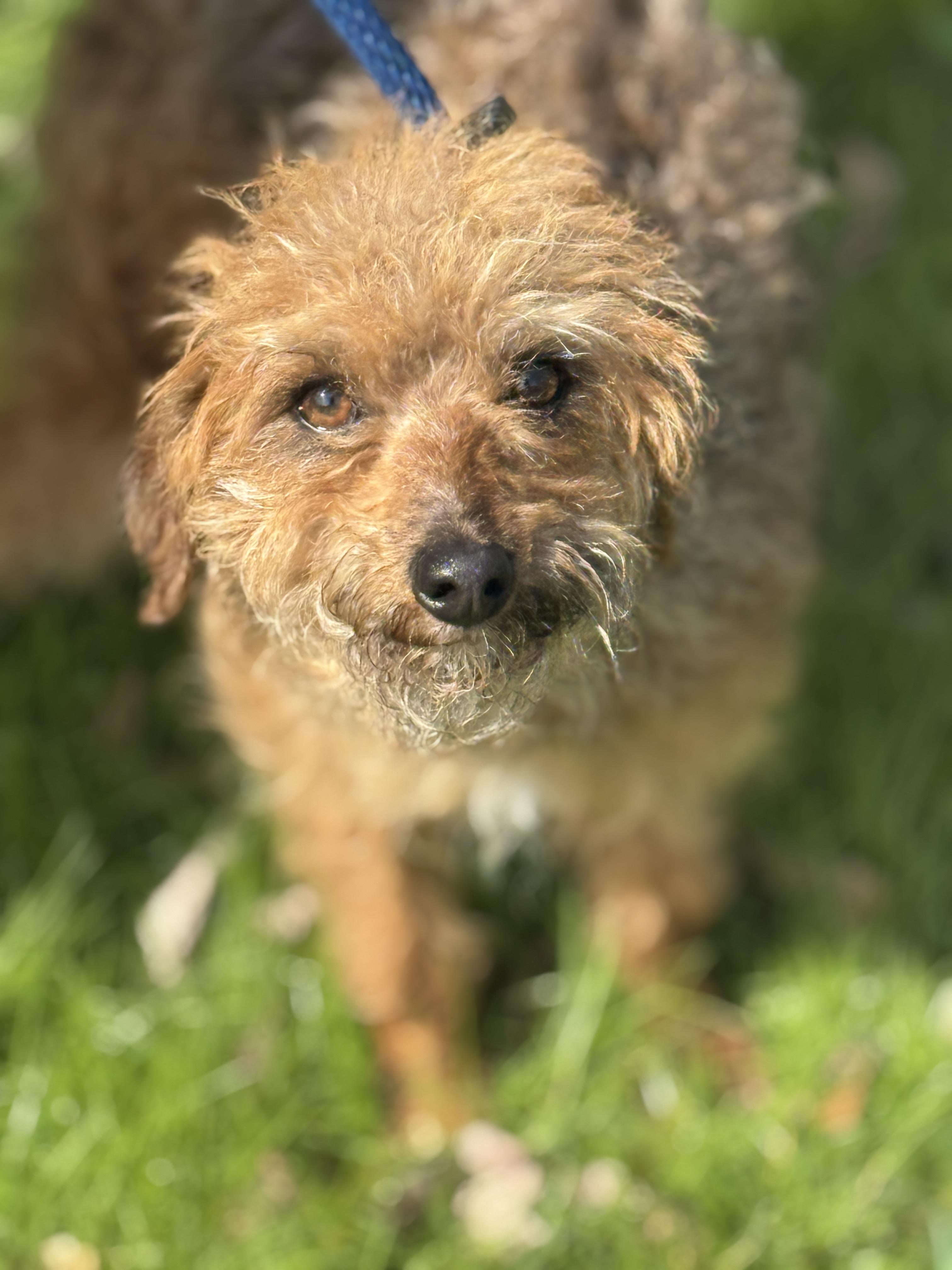Enlarge Divot, a ADOPTABLE mixed breed in Richmond, VA image 2/6