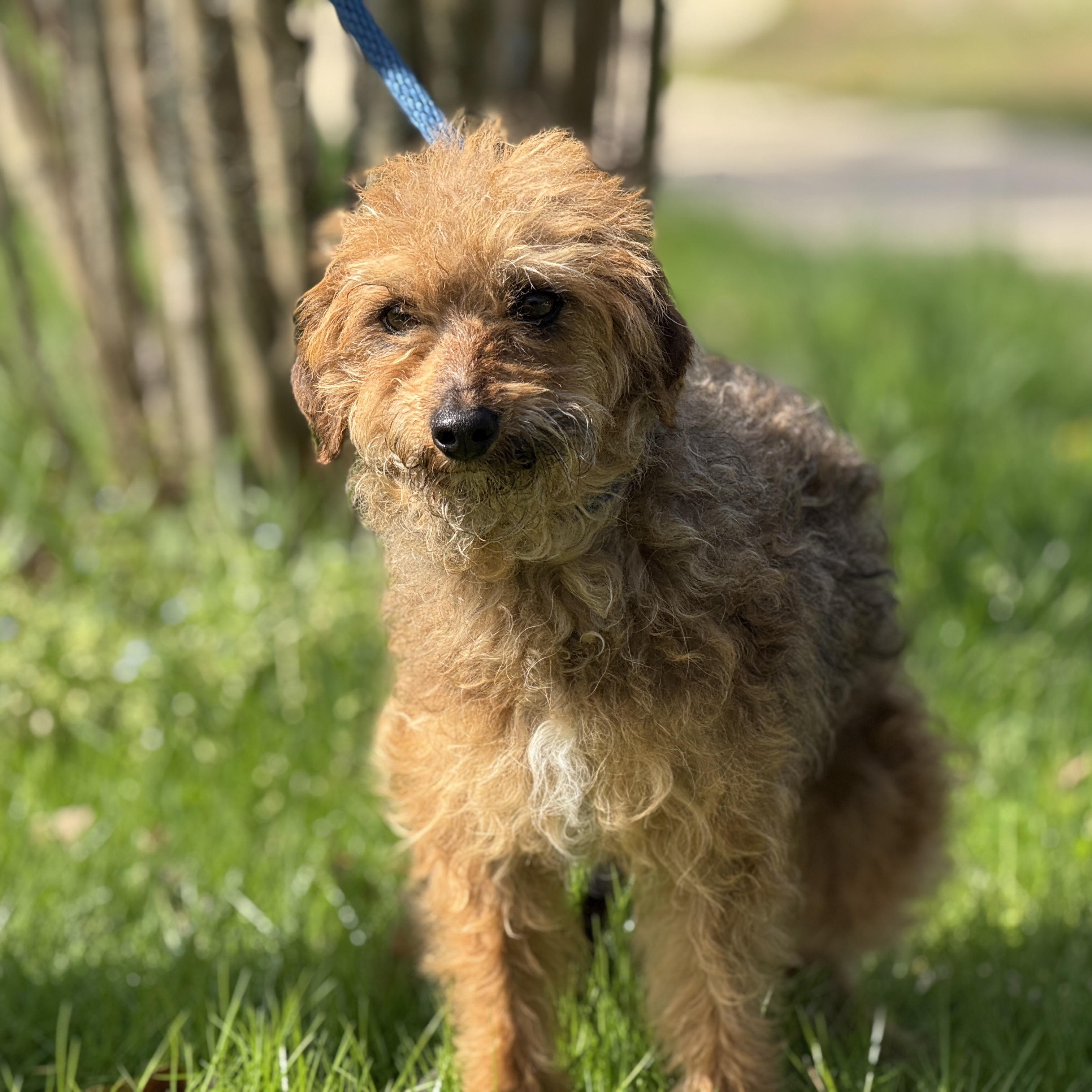 Enlarge Divot, a ADOPTABLE mixed breed in Richmond, VA image 1/6