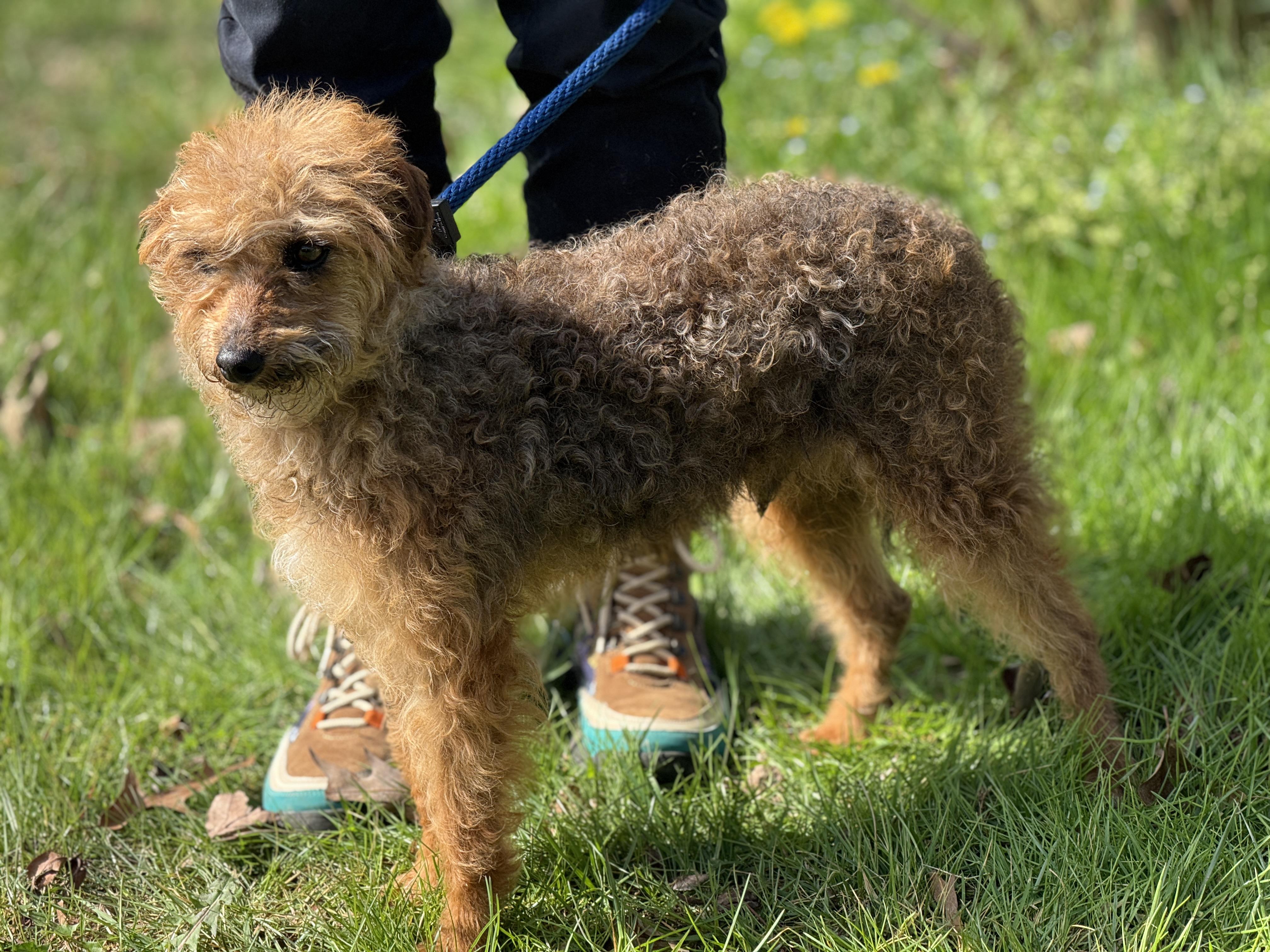 Enlarge Divot, a ADOPTABLE mixed breed in Richmond, VA image 3/6