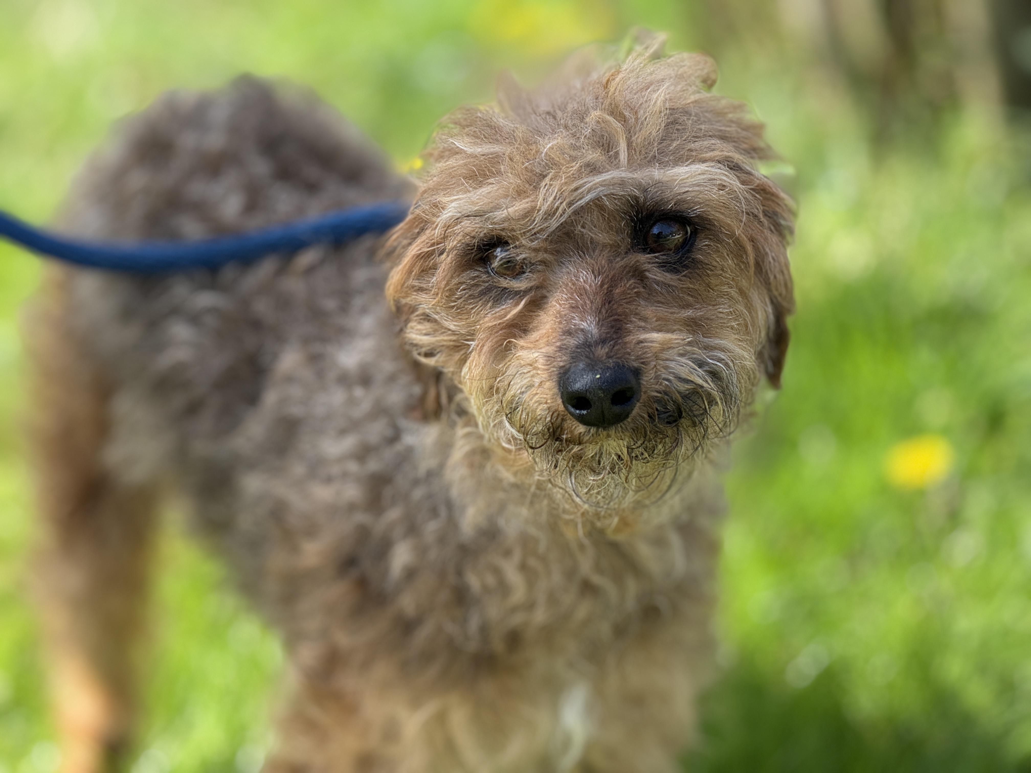 Enlarge Divot, a ADOPTABLE mixed breed in Richmond, VA image 5/6