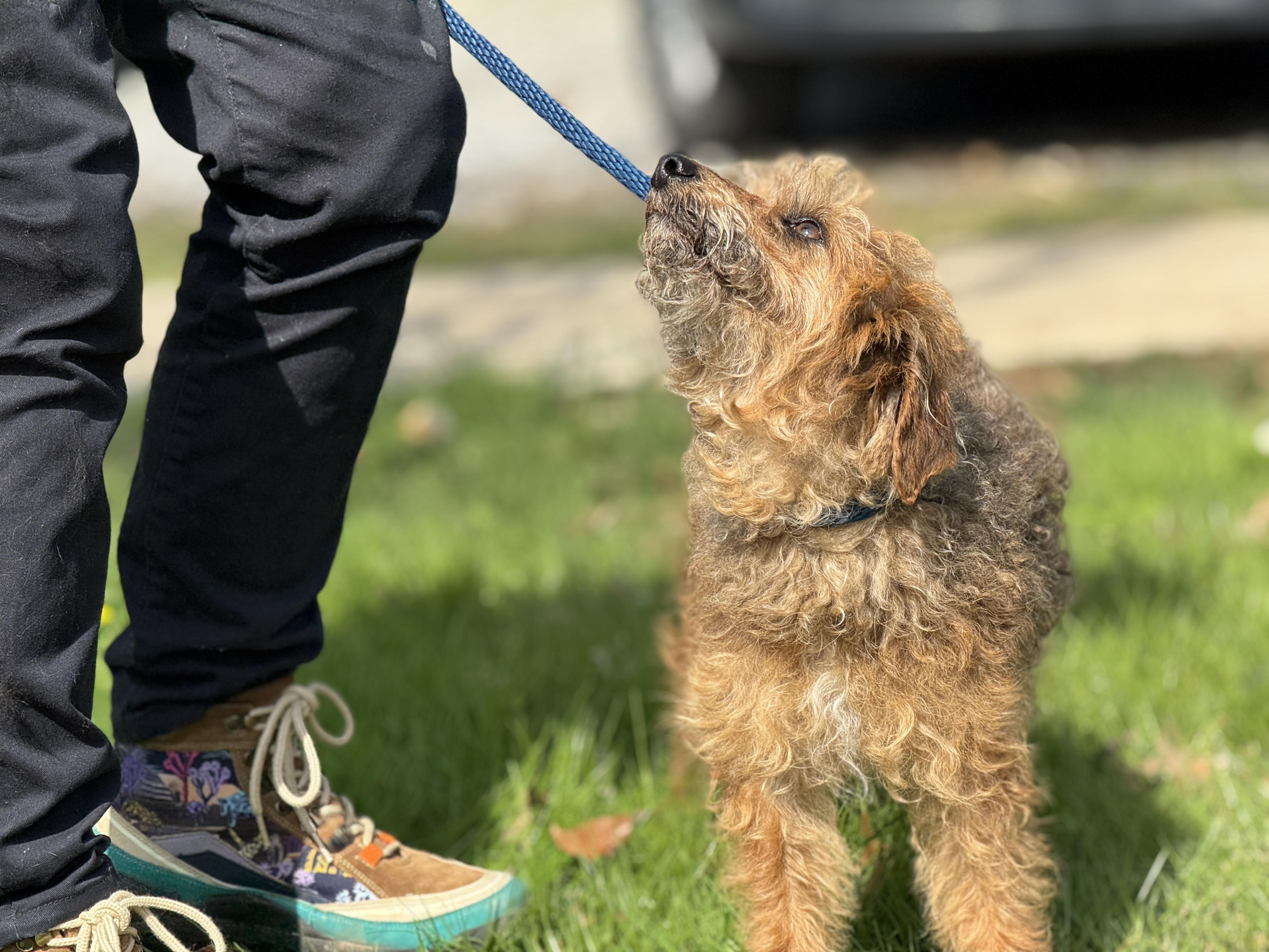 Enlarge Divot, a ADOPTABLE mixed breed in Richmond, VA image 4/6